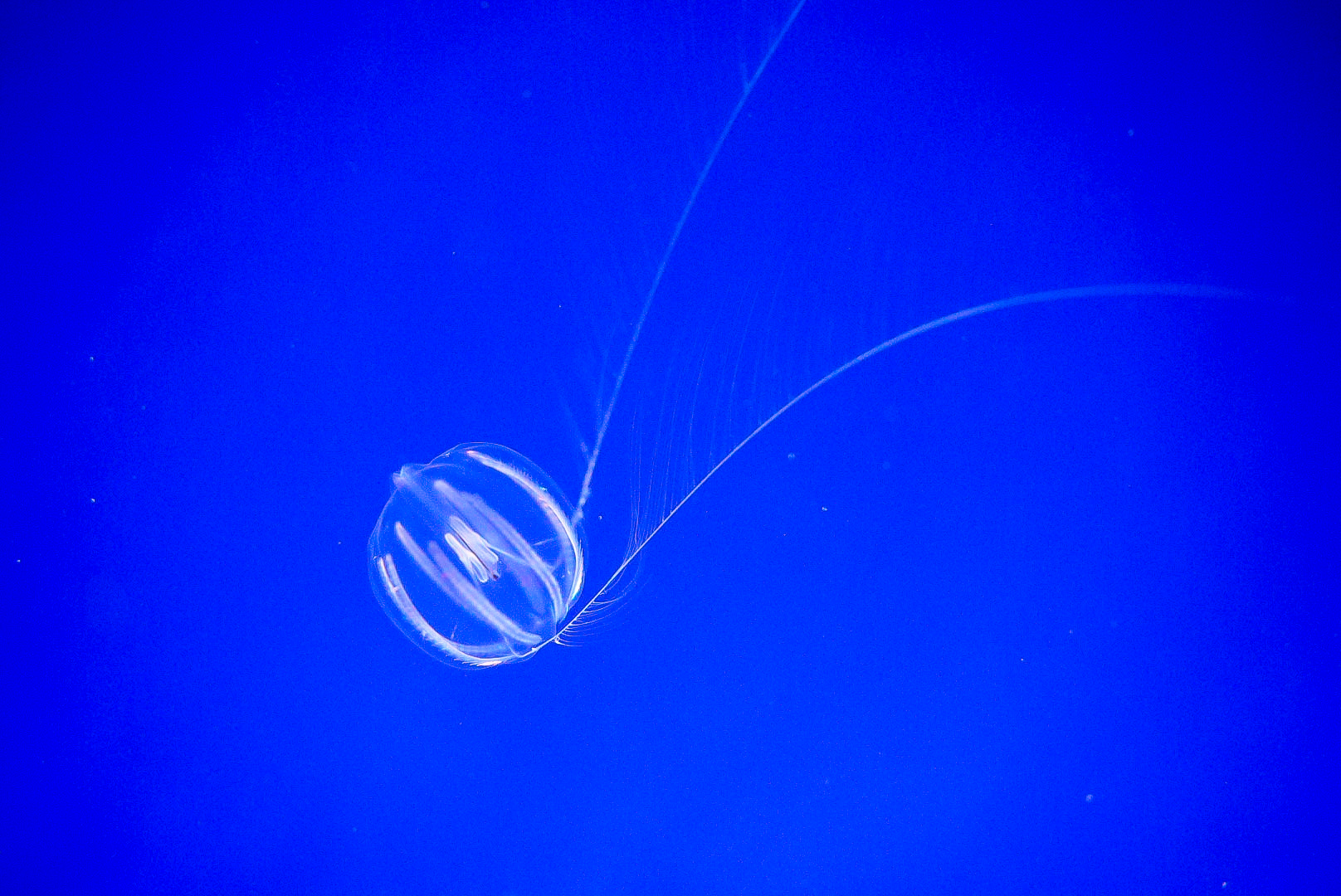 Pacific Sea Gooseberry