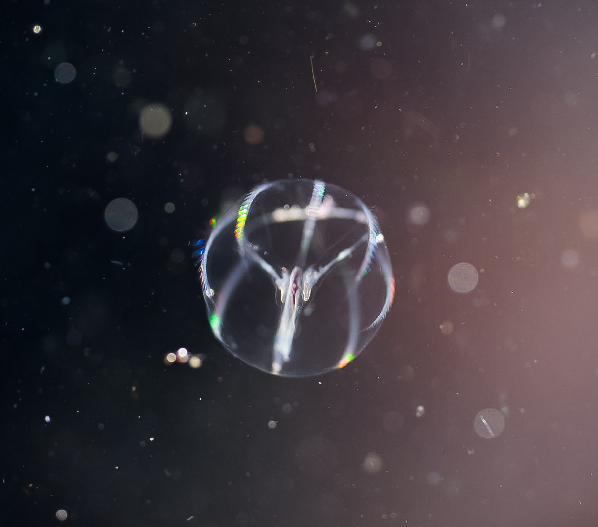 Pacific Sea Gooseberry