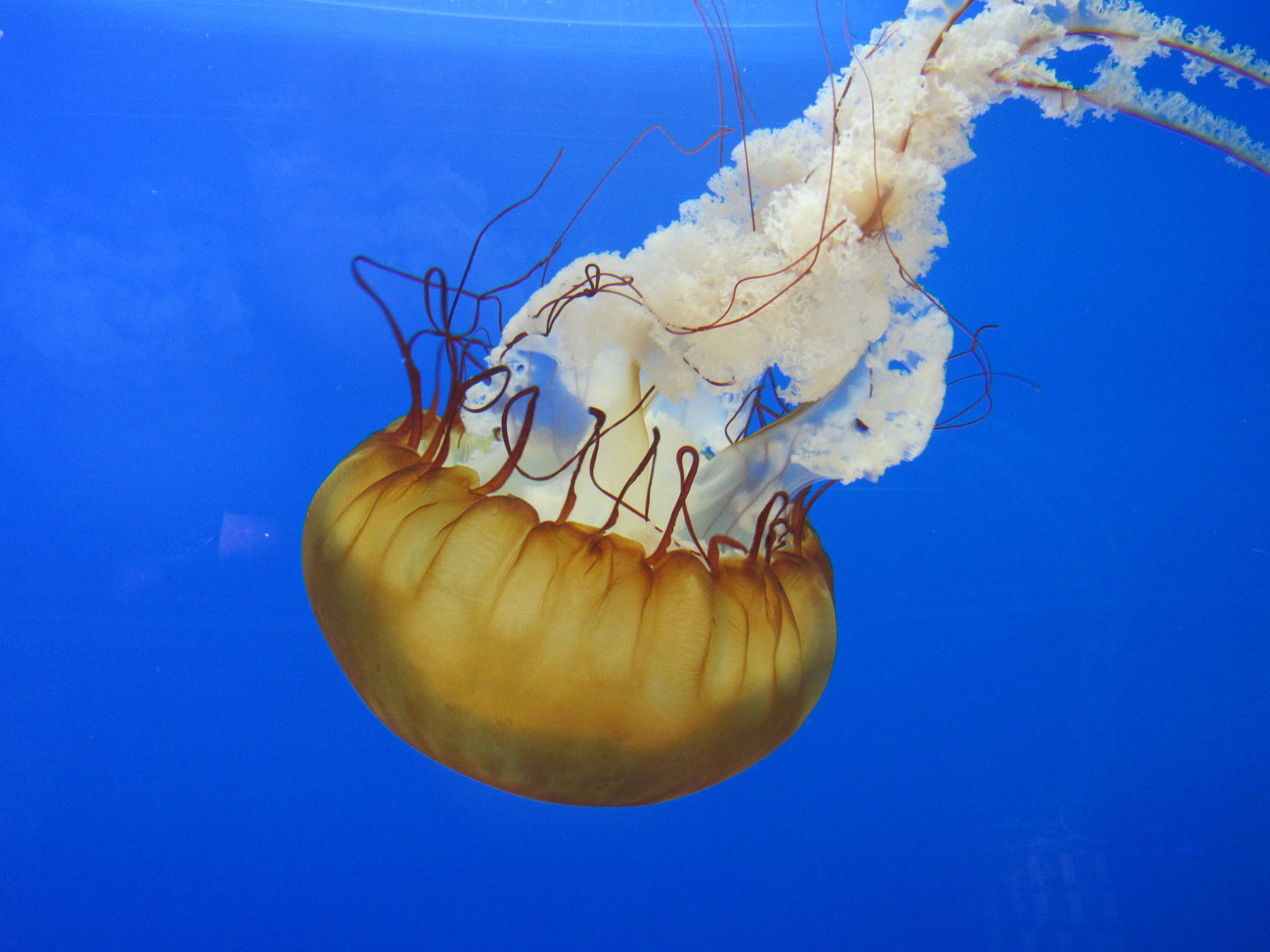 Pacific Sea Nettle - 5/9/23