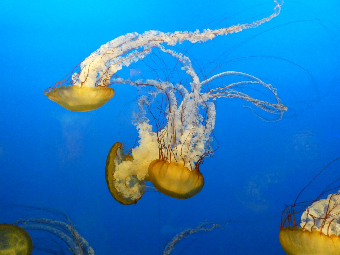 Pacific Sea Nettle, Aquarium - July 2021