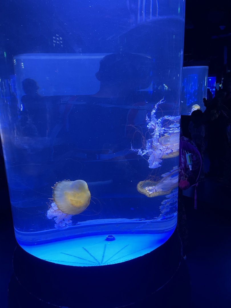 pacific sea nettle (chrysaora fuscescens) - BX Sea