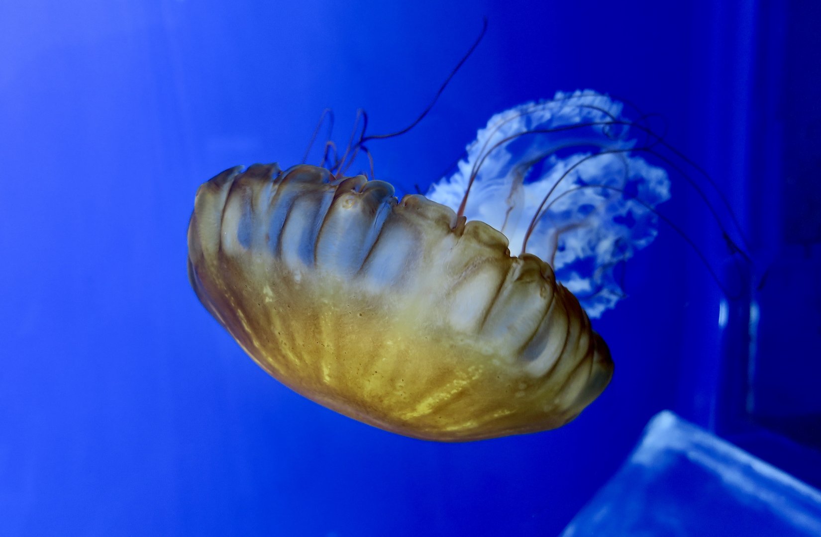 Pacific Sea Nettle (Chrysaora fuscescens) - Xpark