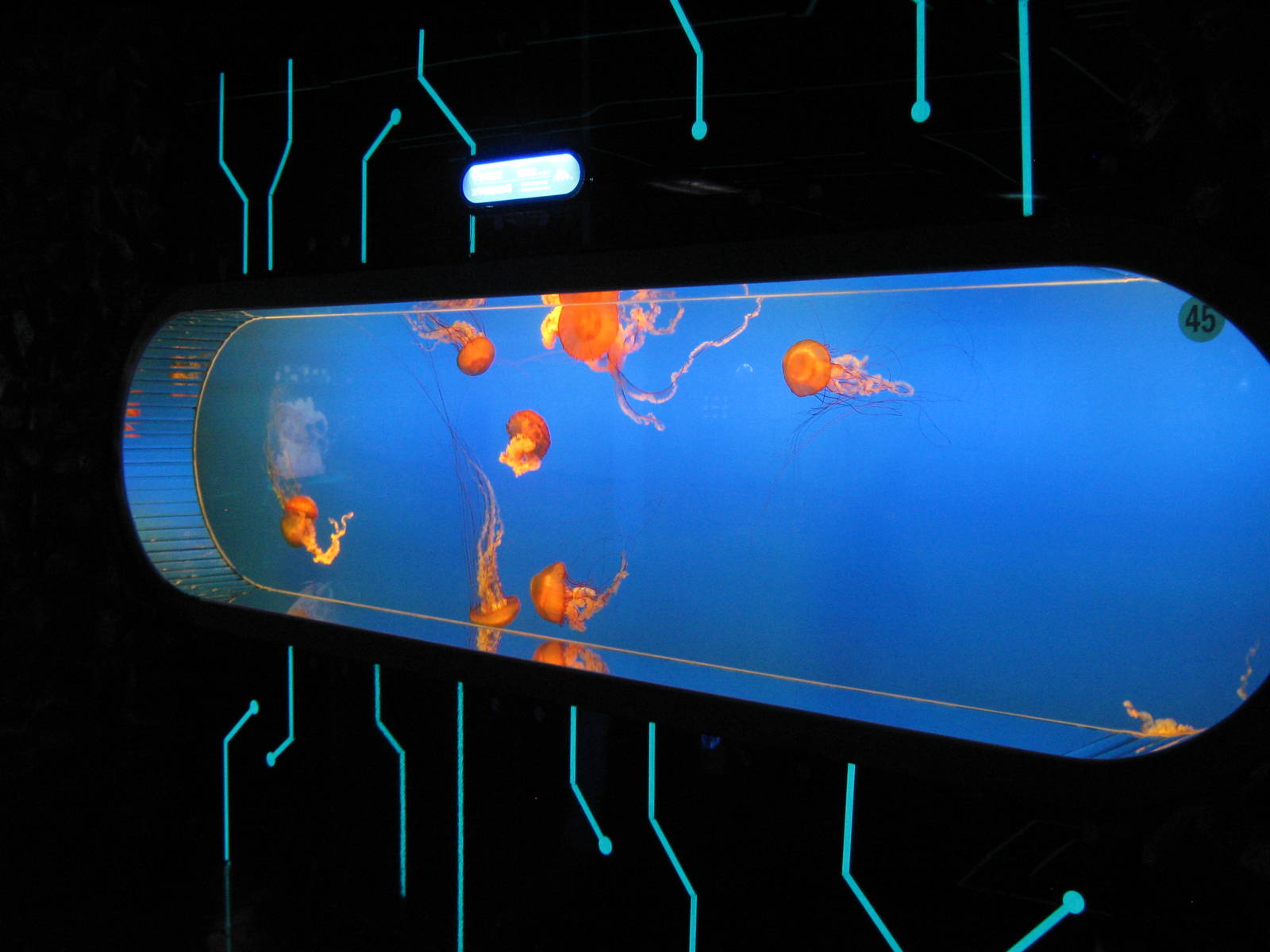 Pacific sea nettle (Chrysaora fuscescens)