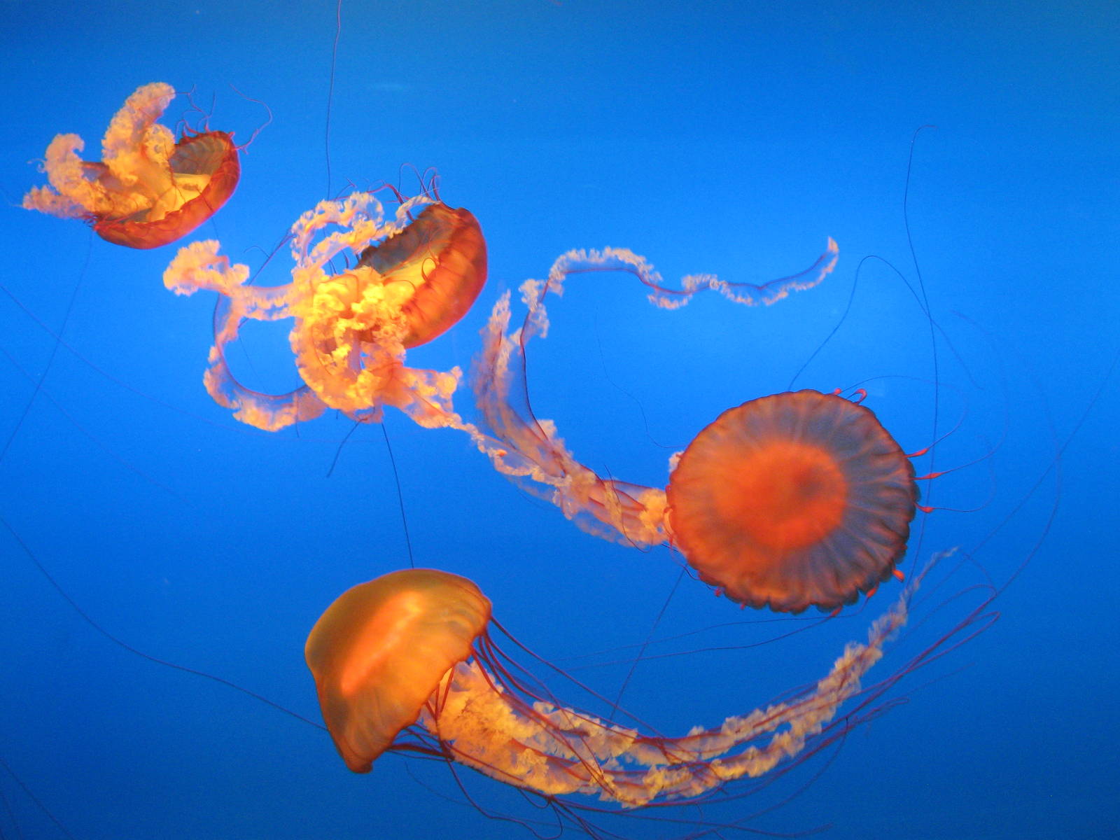 Pacific sea nettle (Chrysaora fuscescens)