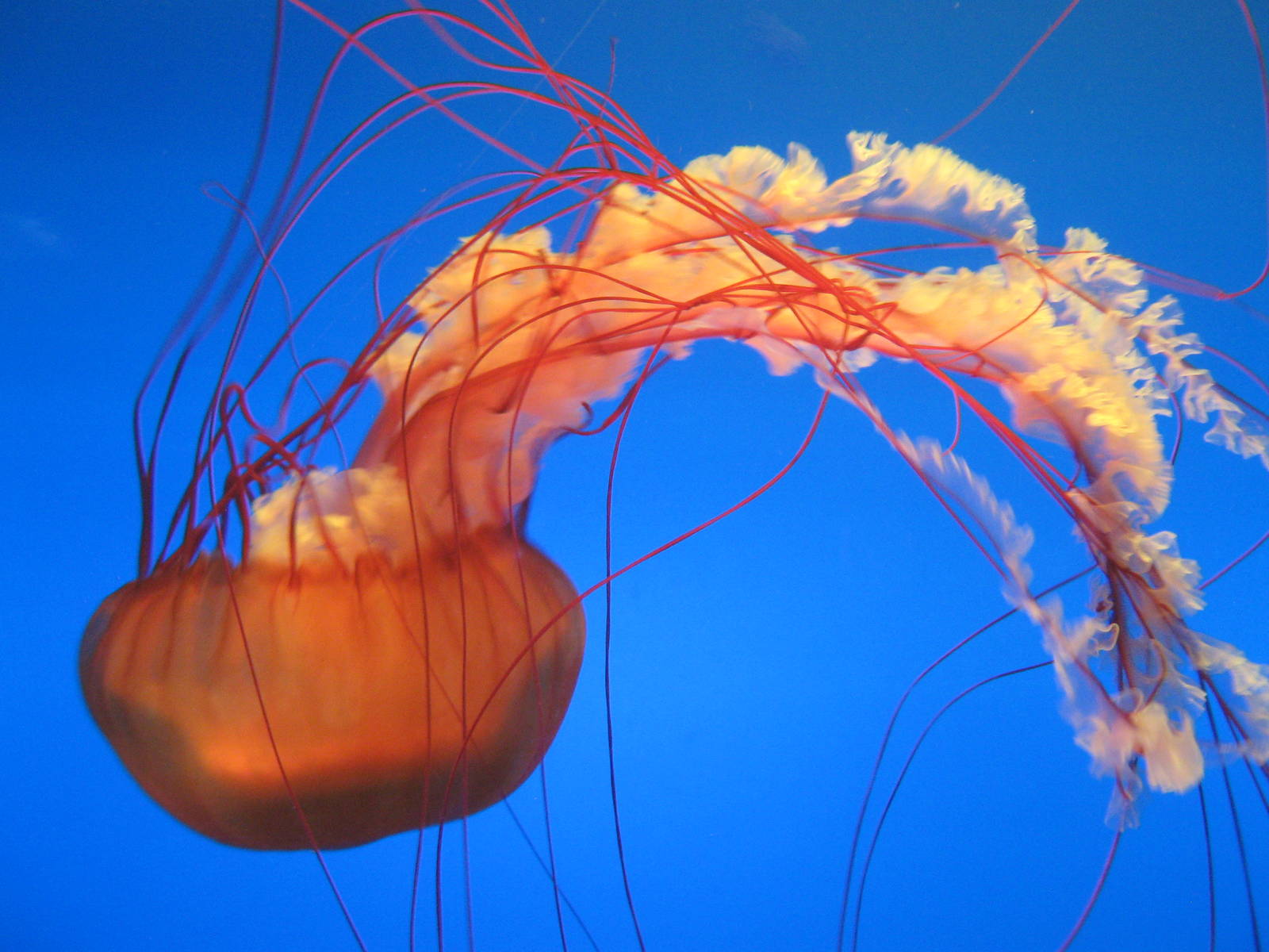 Pacific sea nettle (Chrysaora fuscescens)