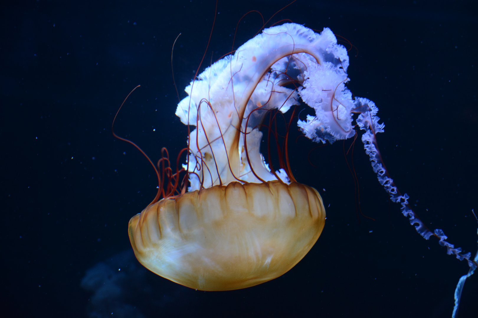 Pacific sea nettle (Chrysaora fuscescens)