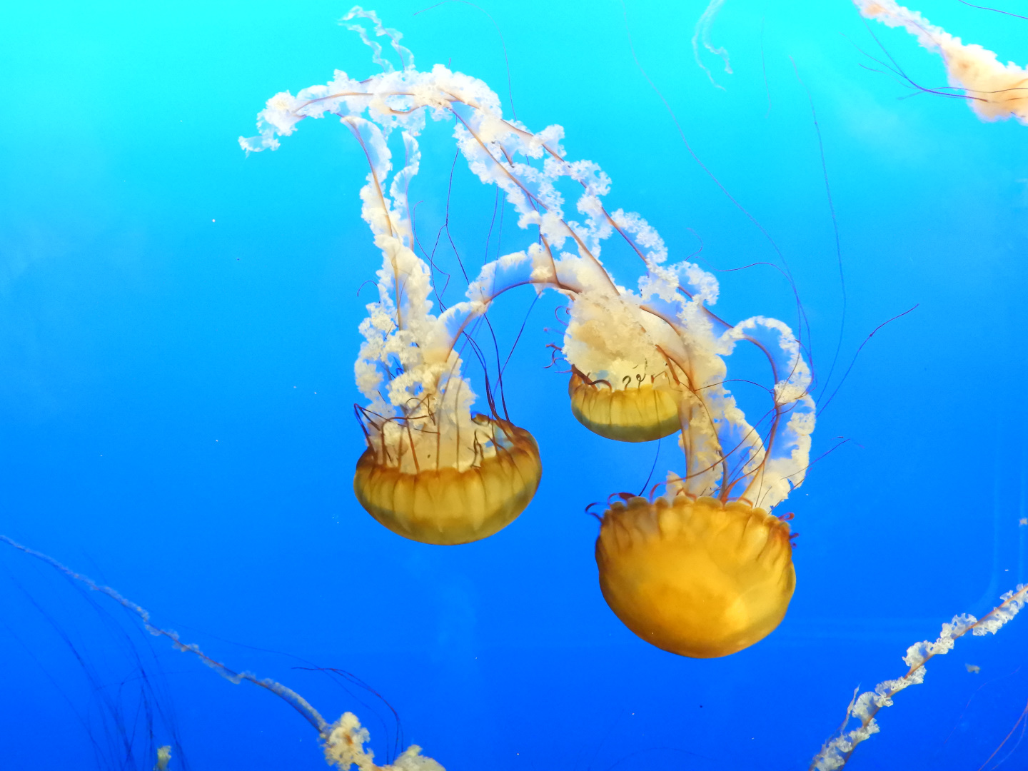 Pacific Sea Nettle (Chrysaora fuscescens)