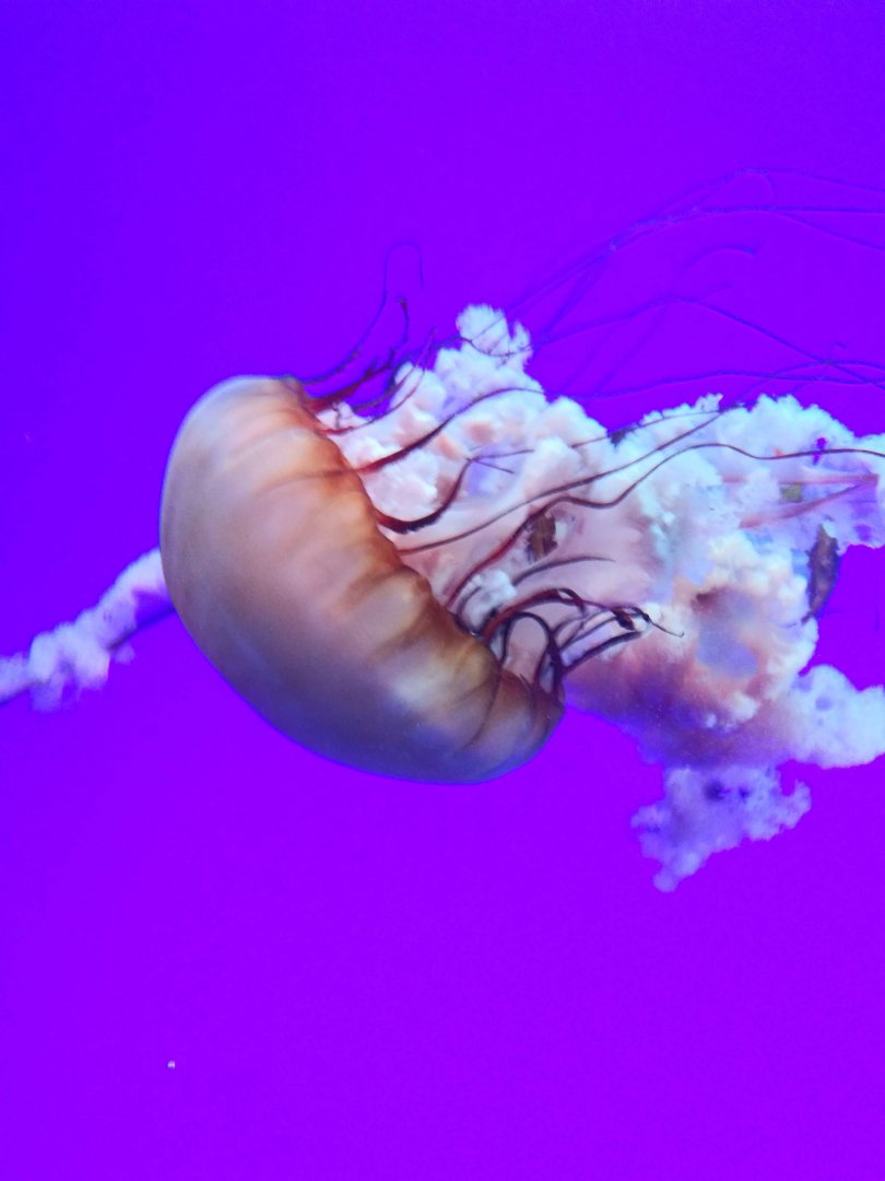 Pacific Sea Nettle (Chrysaora fuscescens)
