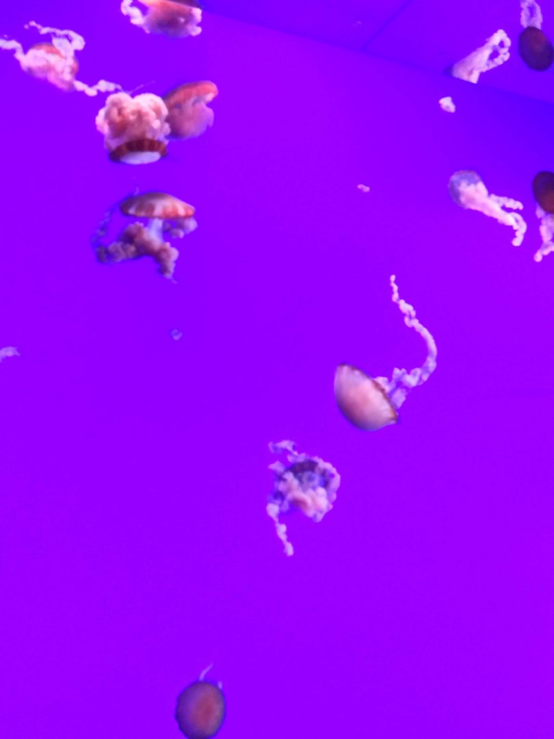 Pacific Sea Nettle (Chrysaora fuscescens)