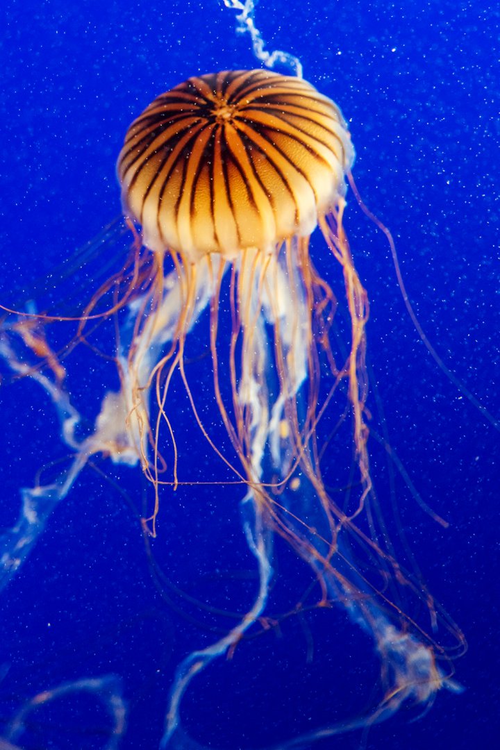 Pacific sea nettle (Chrysaora fuscescens)