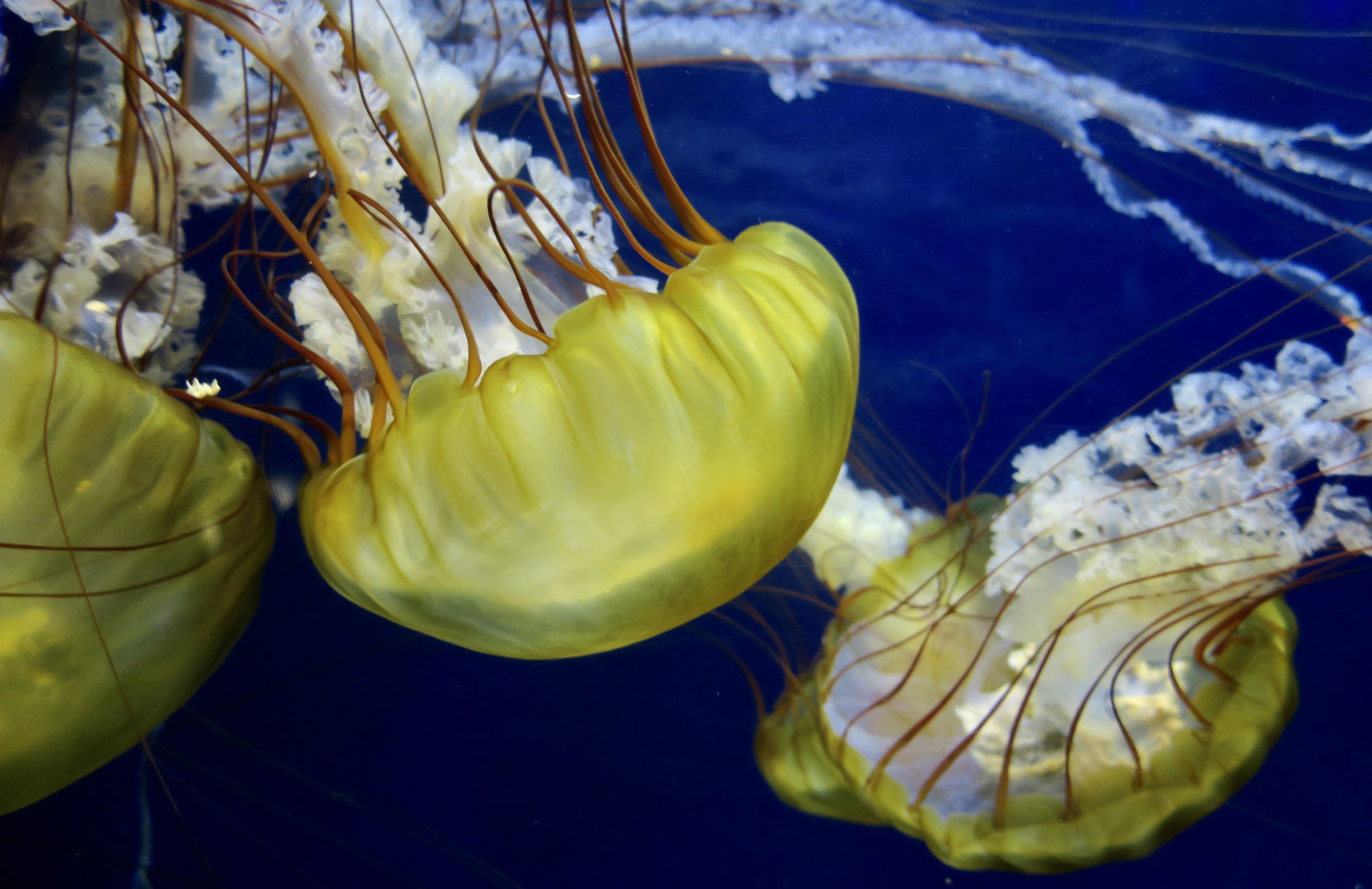 Pacific Sea Nettle (Chrysaora fuscescens)