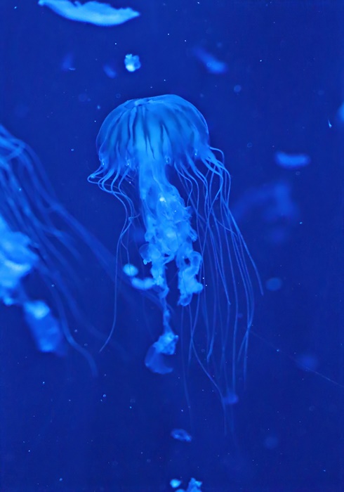 Pacific sea nettle (Chrysaora fuscescens)