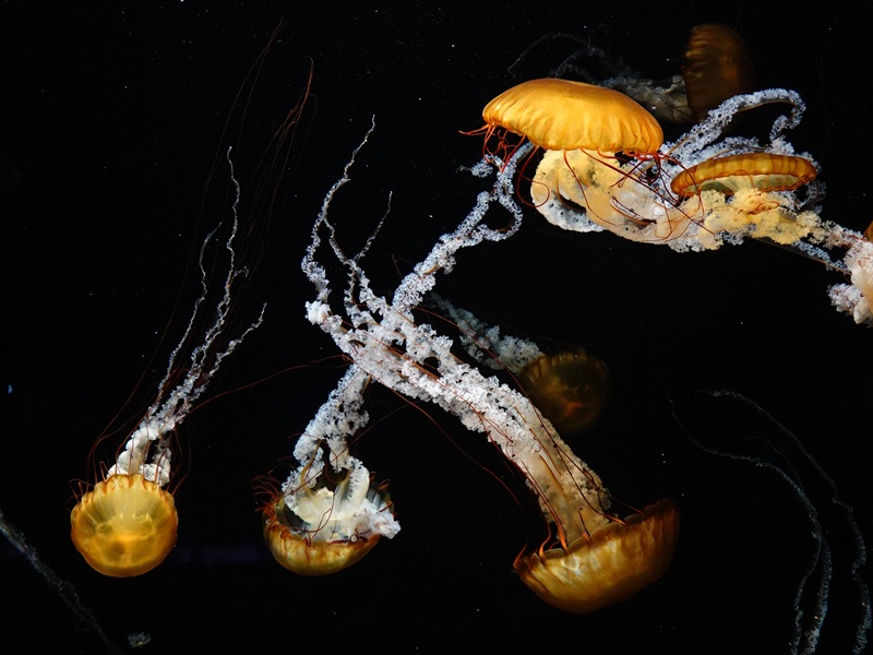 Pacific sea nettle (Chrysaora fuscescens)