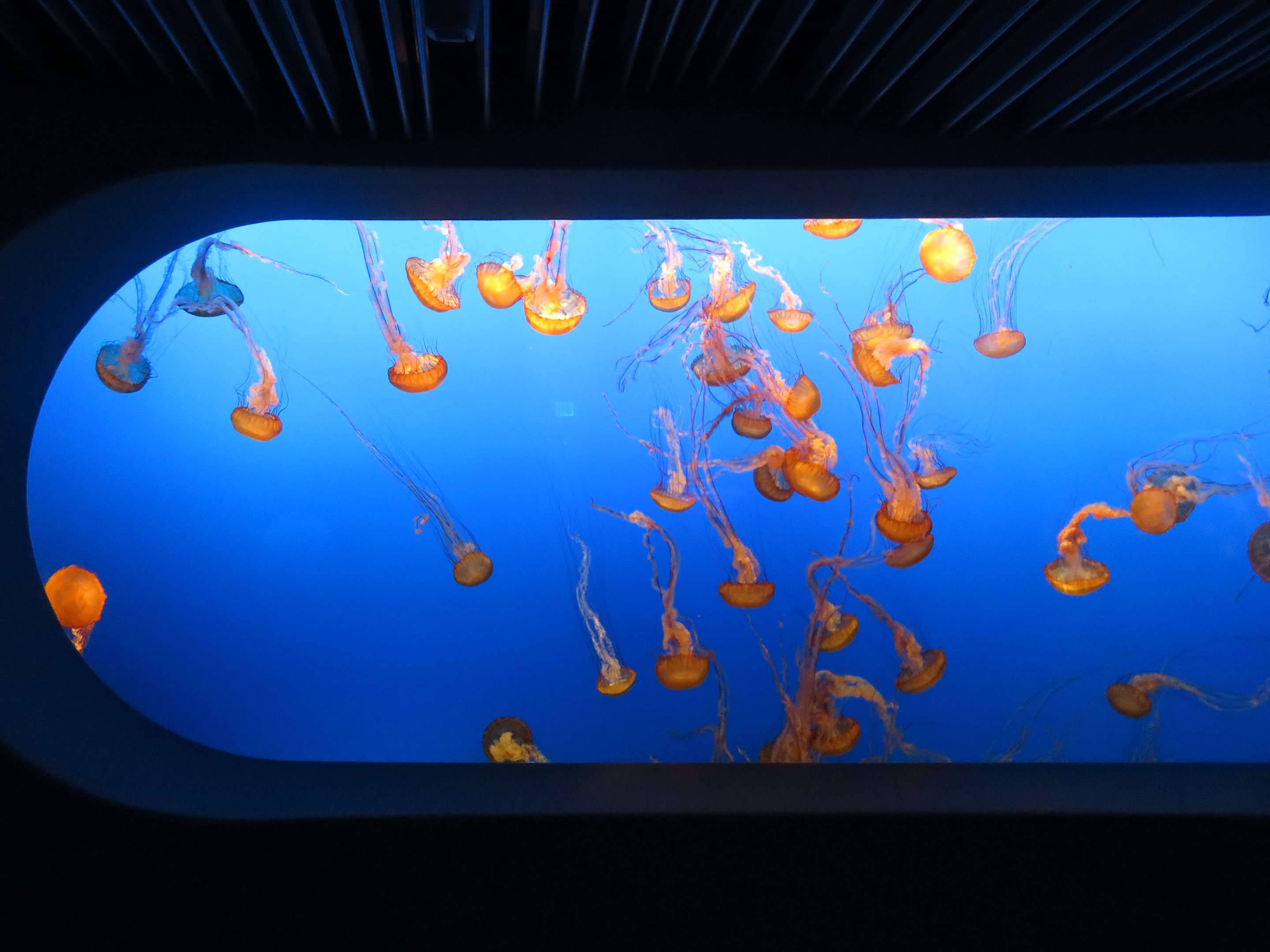 Pacific Sea Nettle Display