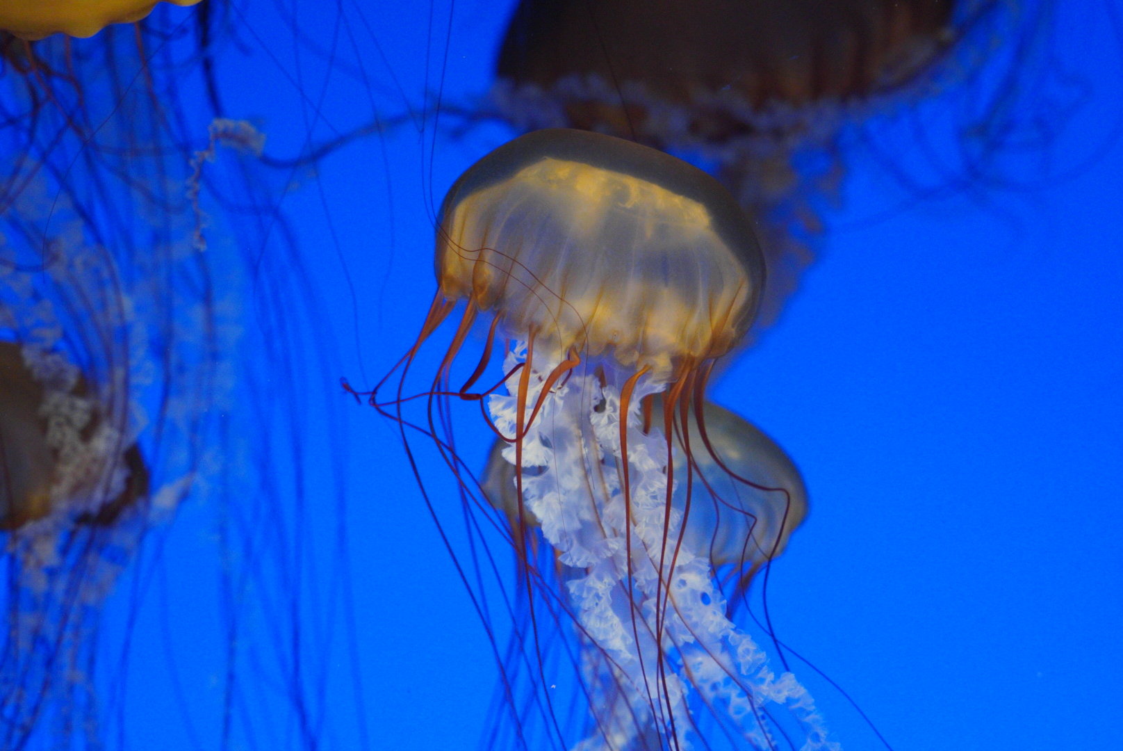 Pacific Sea Nettle // Drifters Gallery