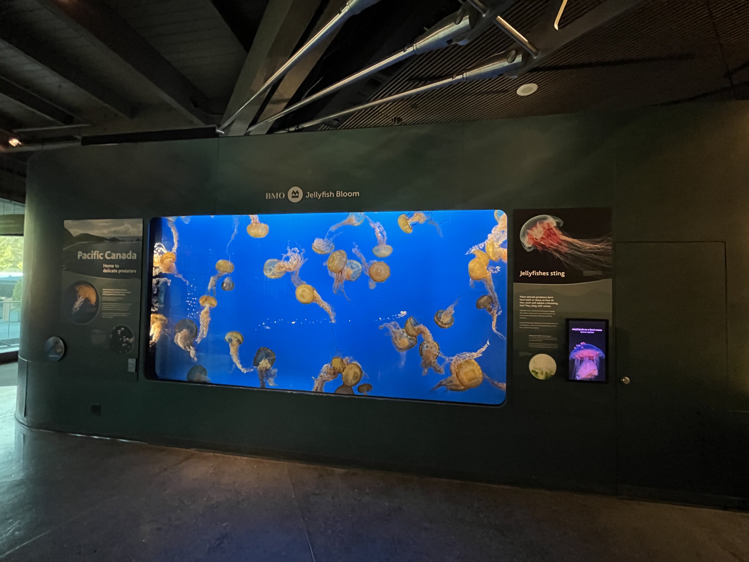 Pacific Sea Nettle Exhibit