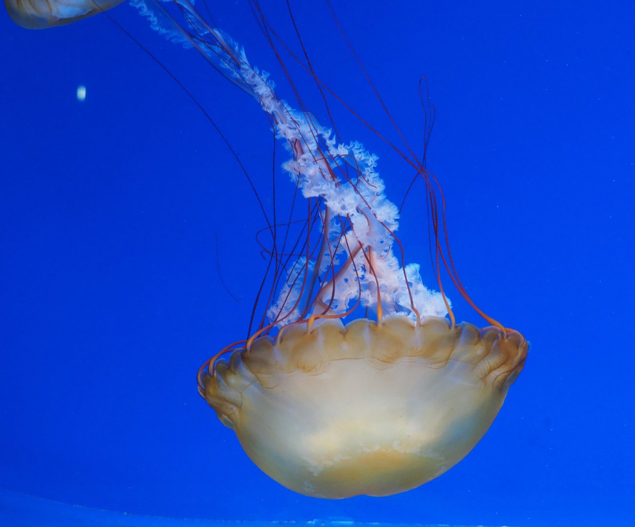 Pacific sea nettle jellyfish (Chrysaora fuscecens), 2019-10-05
