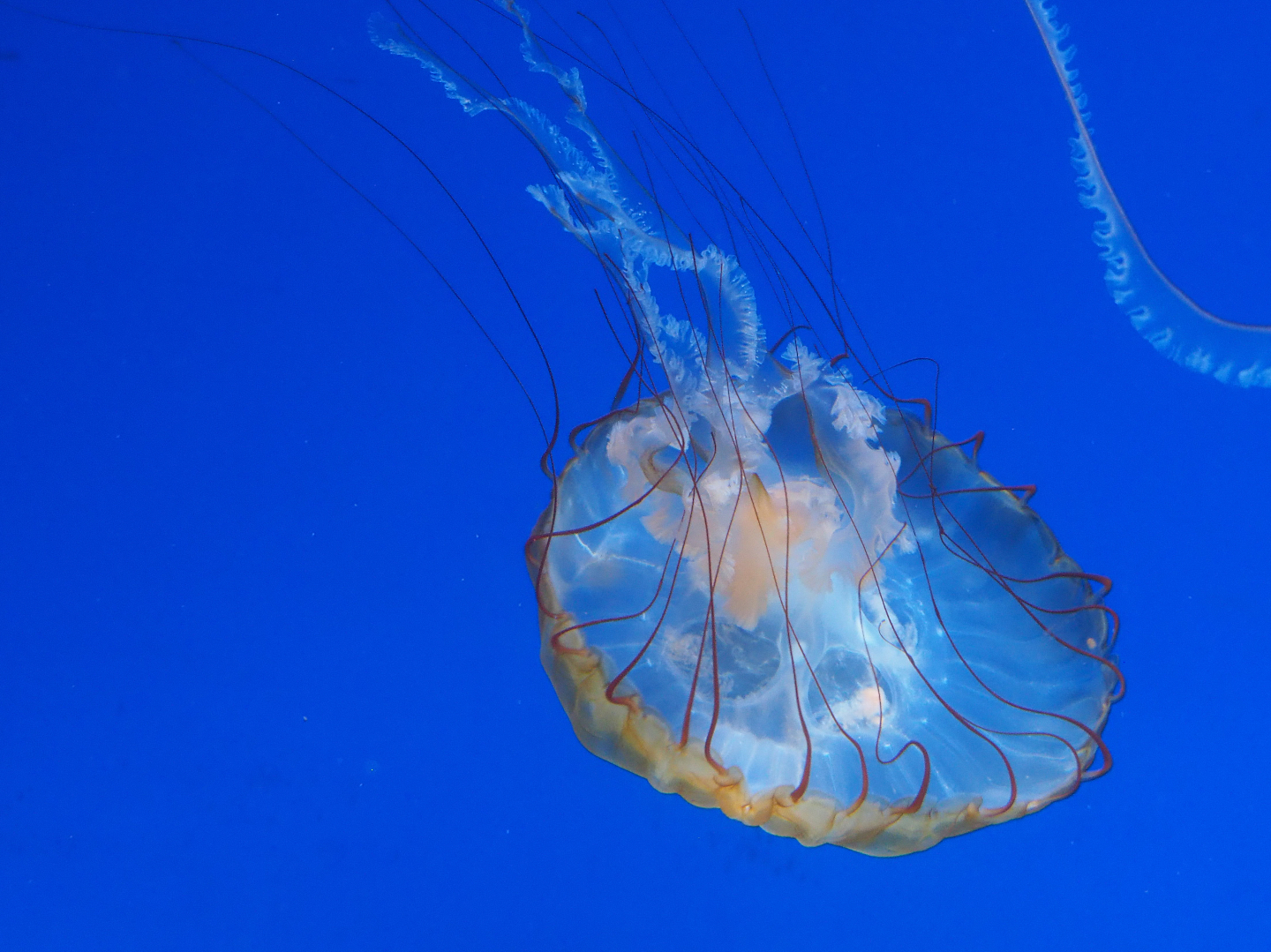 Pacific sea nettle jellyfish (Chrysaora fuscecens), 2019-10-05