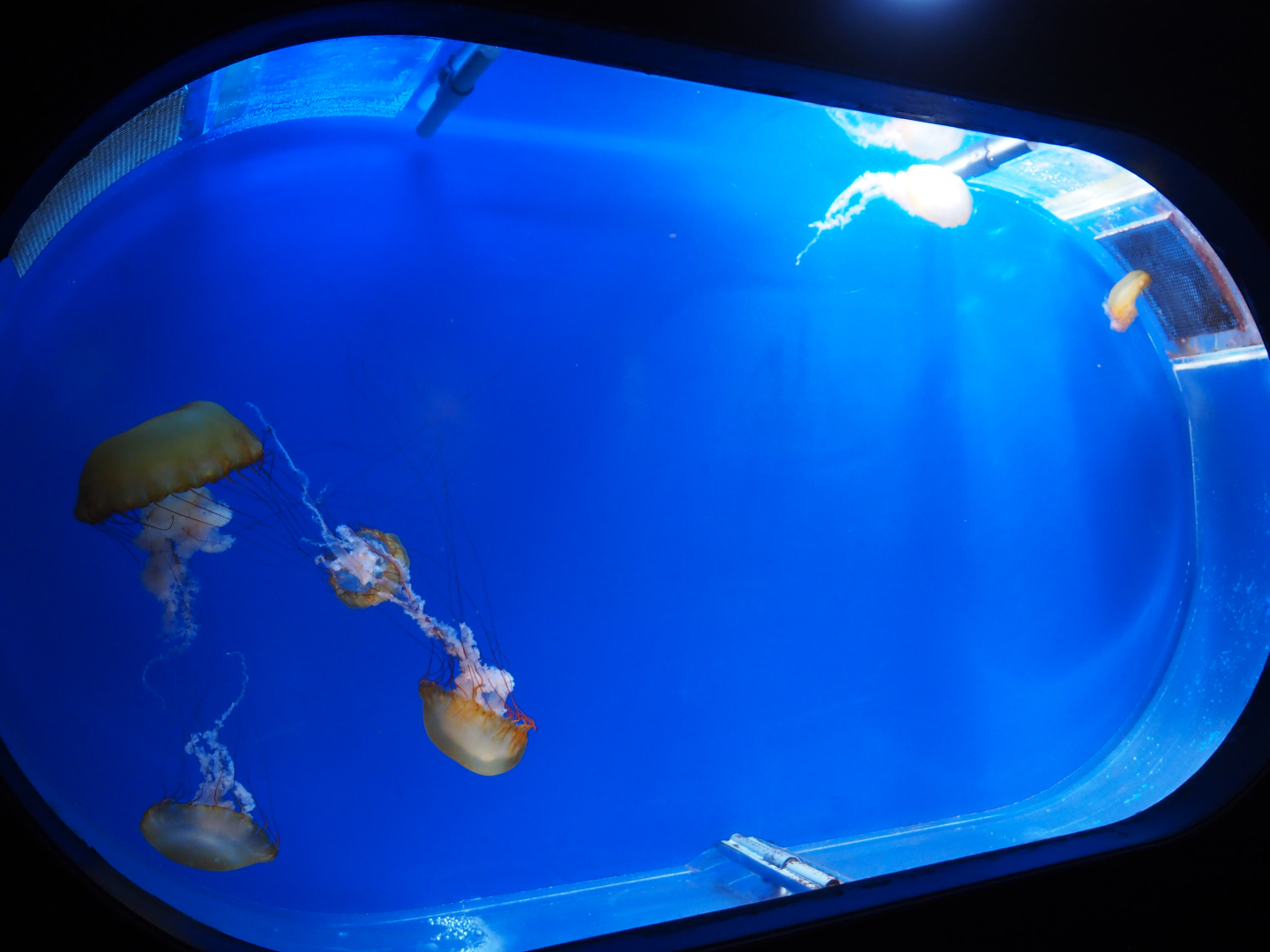 Pacific sea nettle jellyfish tank, 2019-10-05
