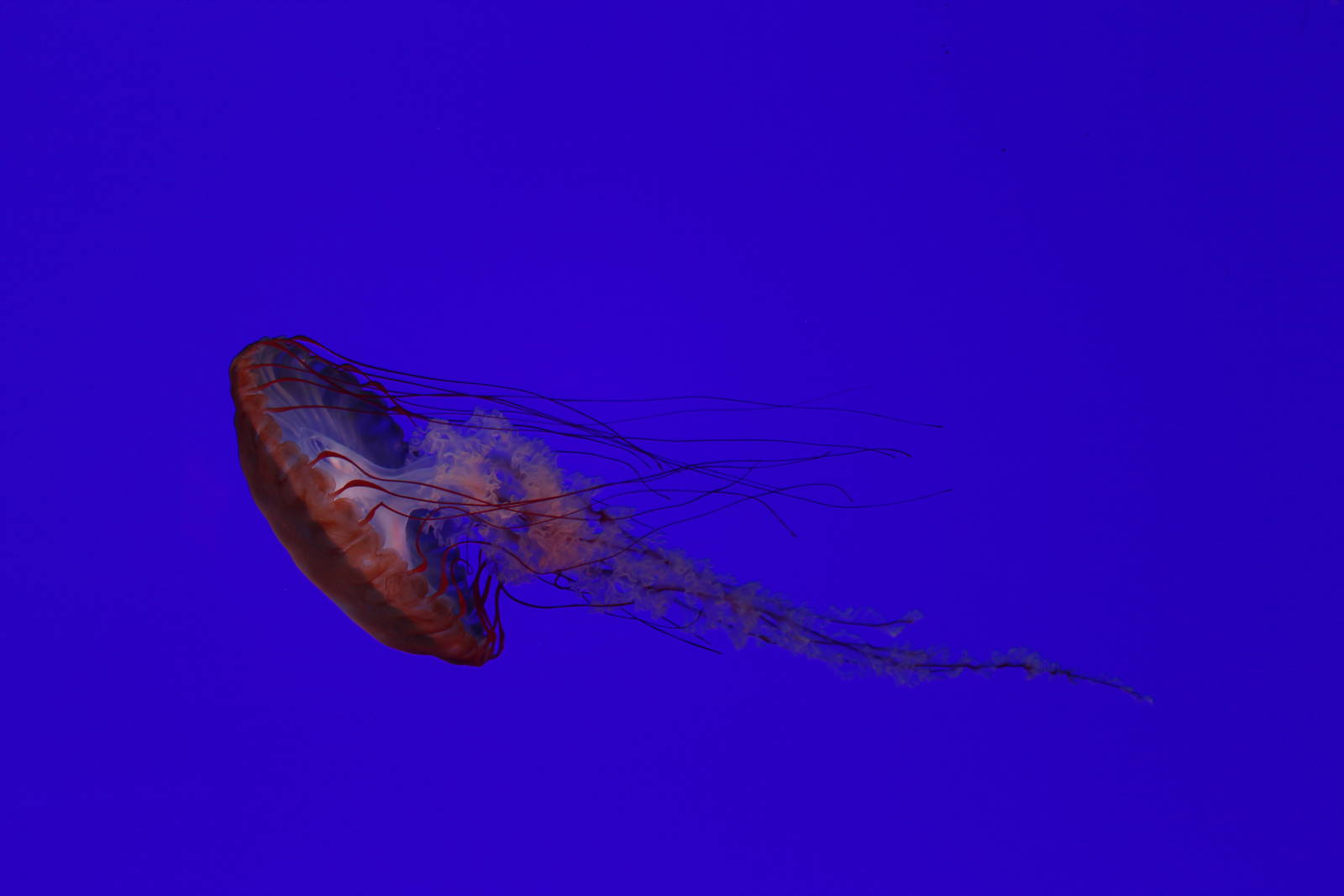 Pacific Sea Nettle - June 2016