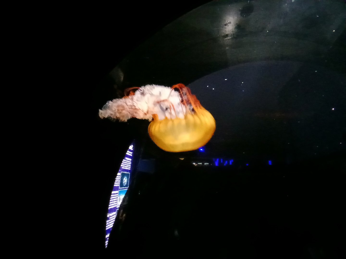 Pacific Sea Nettle - Seen Jan 29 2025
