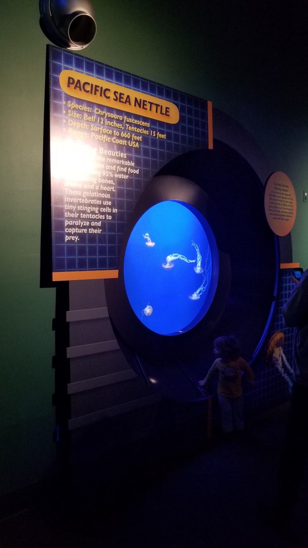 Pacific sea nettle tank