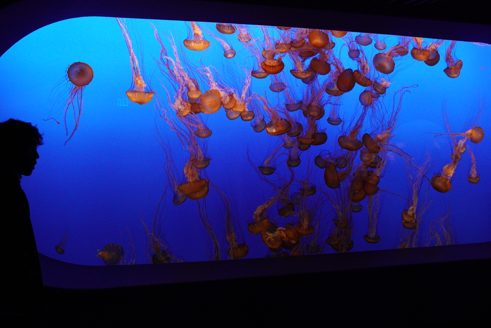 Pacific Sea Nettle Tank