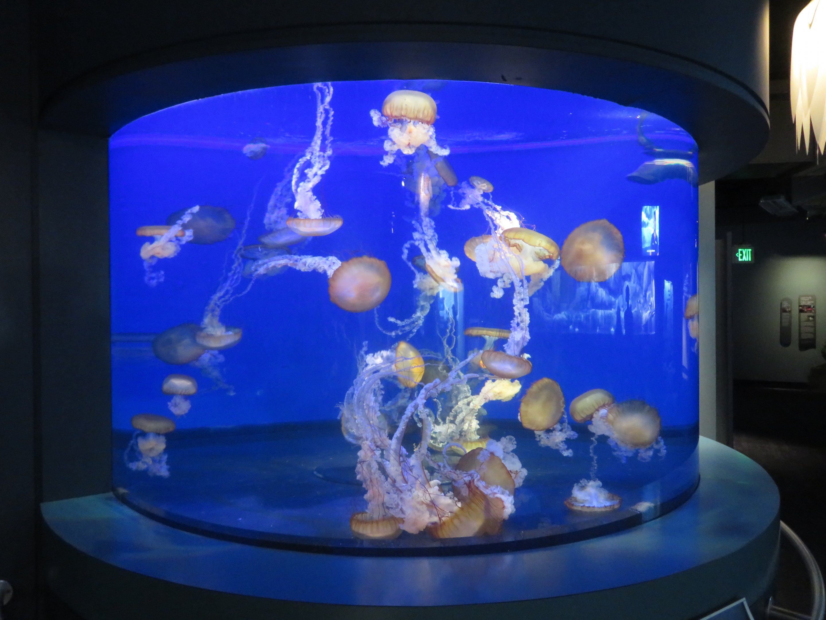 Pacific Sea Nettle Tank