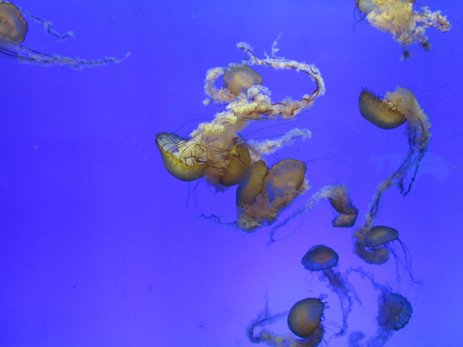 Pacific Sea Nettle