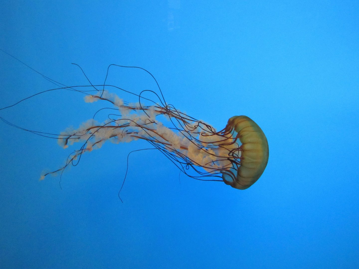 Pacific Sea Nettle