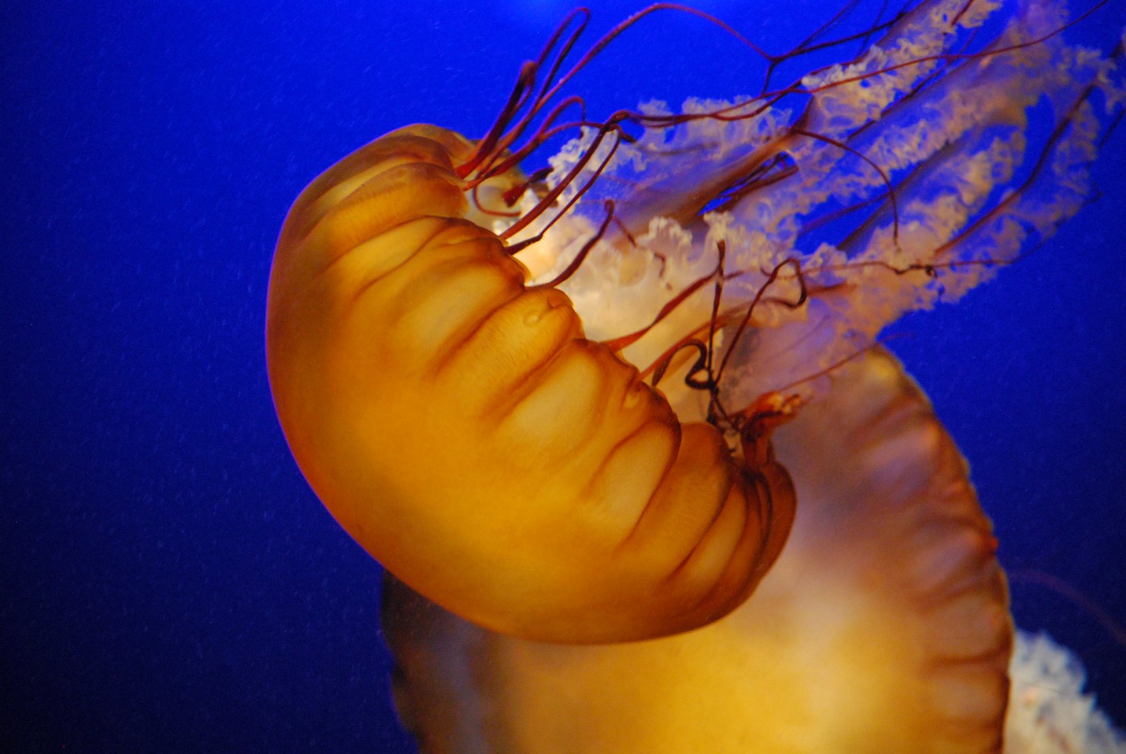 Pacific Sea Nettle