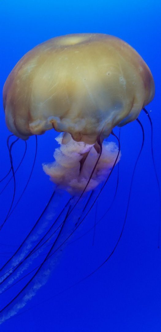 Pacific Sea Nettle