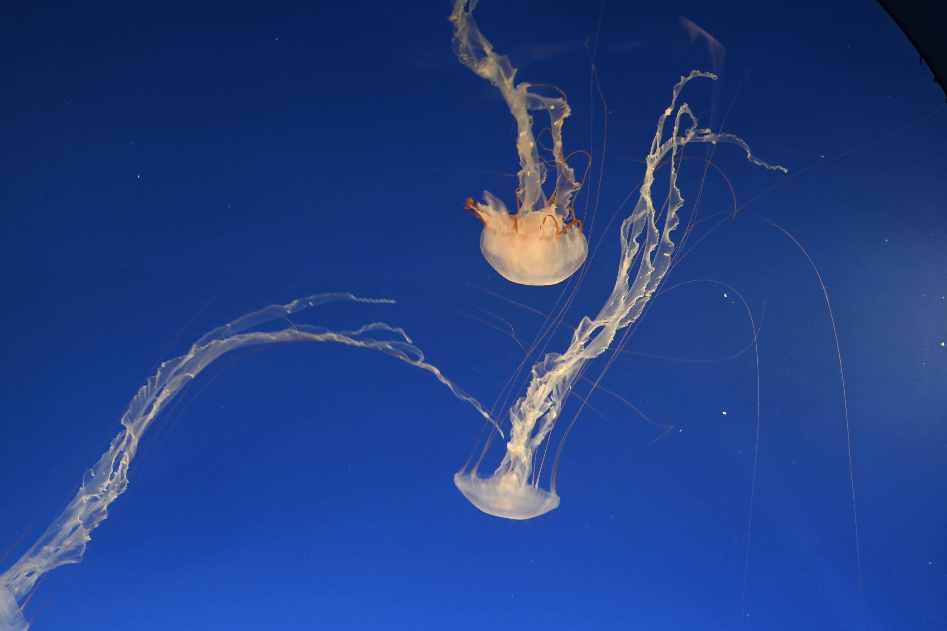 Pacific Sea Nettle