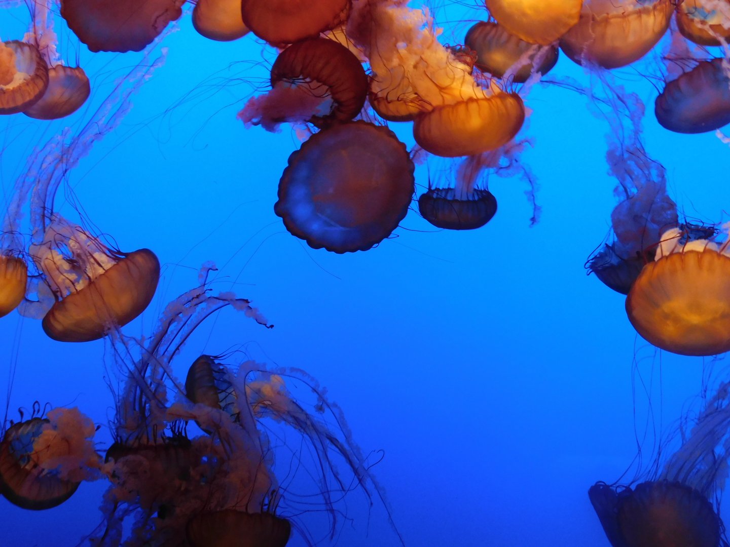 Pacific Sea Nettle