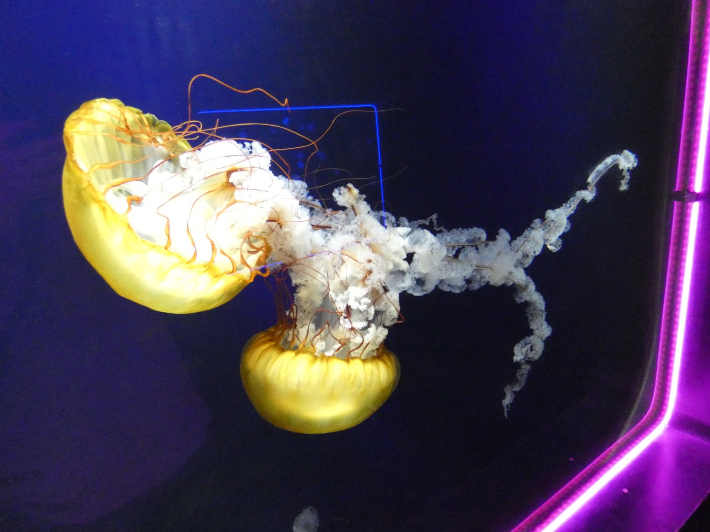 Pacific sea nettle