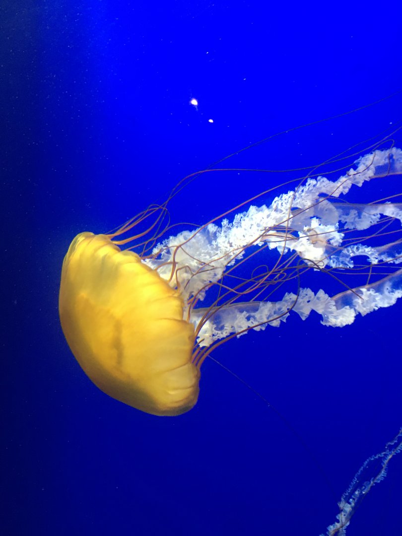 Pacific sea nettle