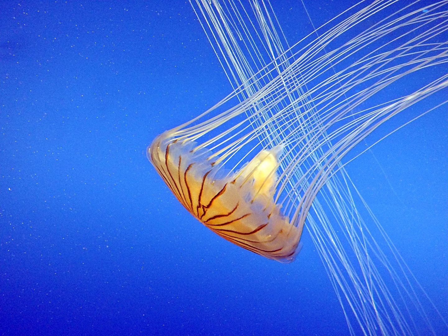 Pacific sea nettle