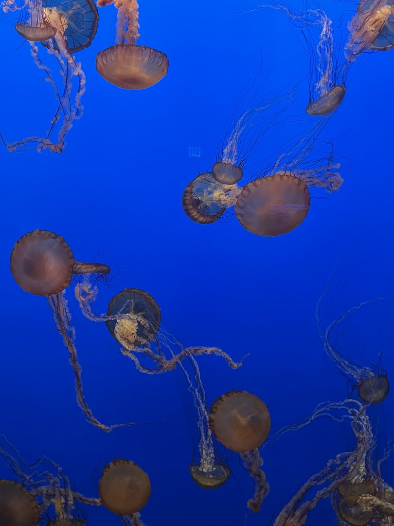 Pacific Sea Nettle