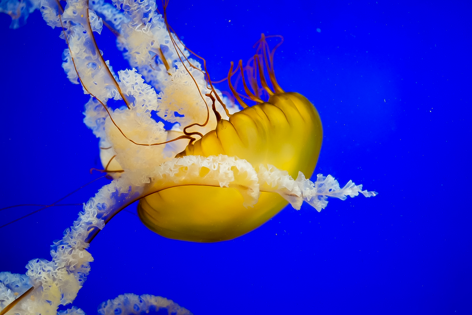 Pacific Sea Nettle