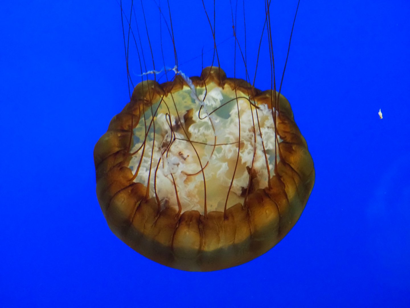 Pacific Sea Nettle