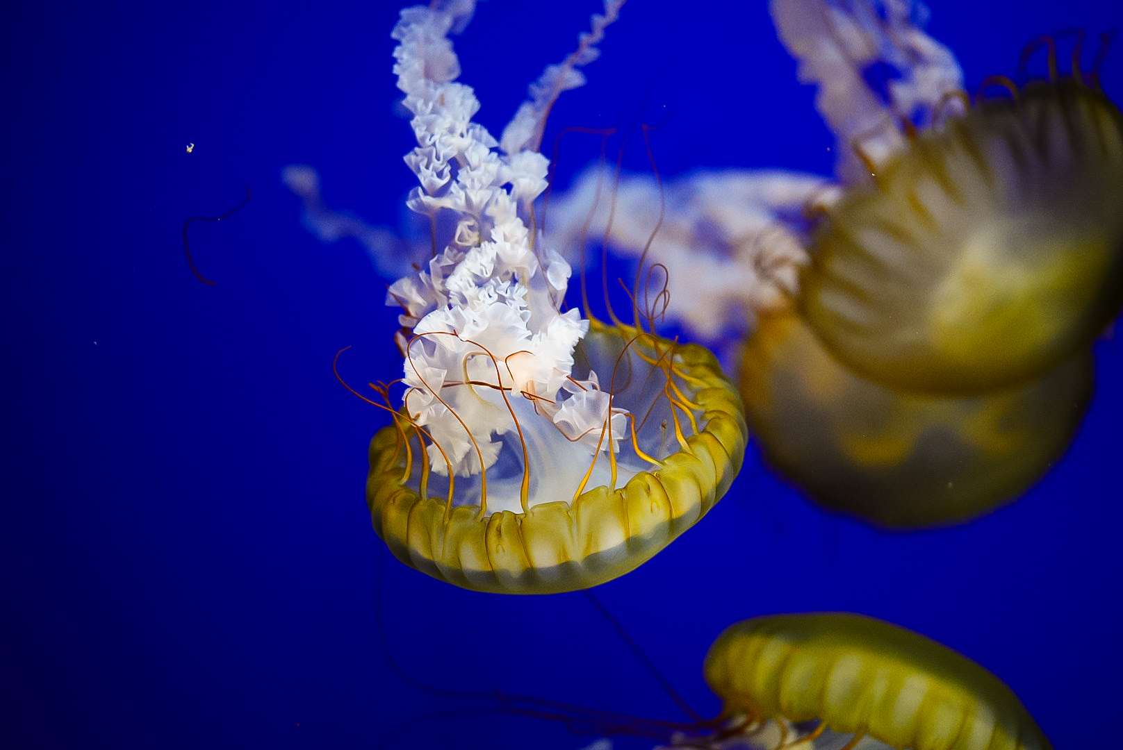 Pacific Sea Nettle