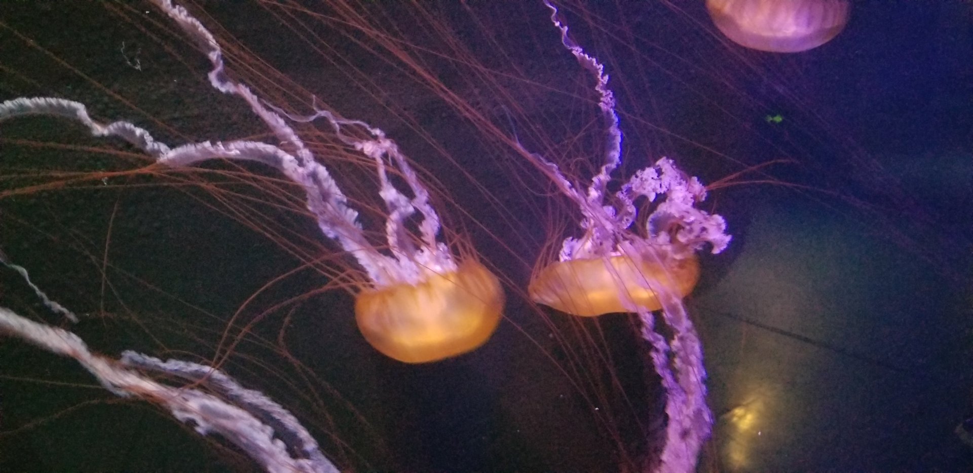 Pacific Sea Nettle