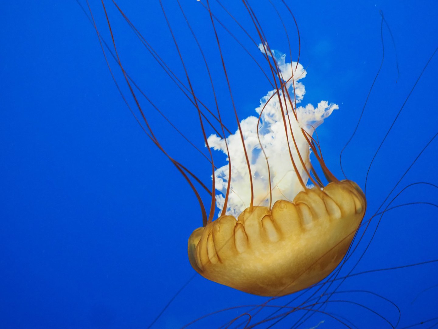 Pacific Sea Nettle