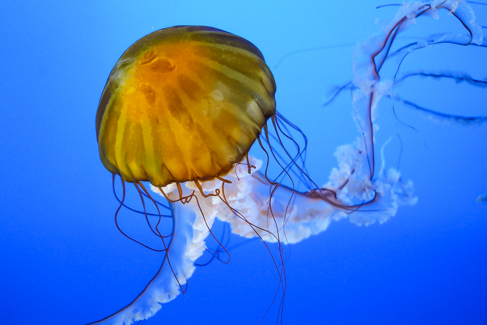 Pacific Sea Nettle