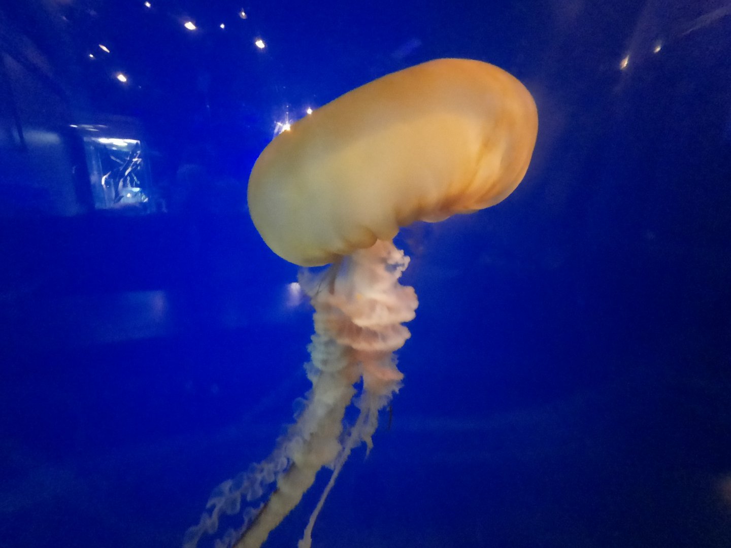 Pacific Sea Nettle