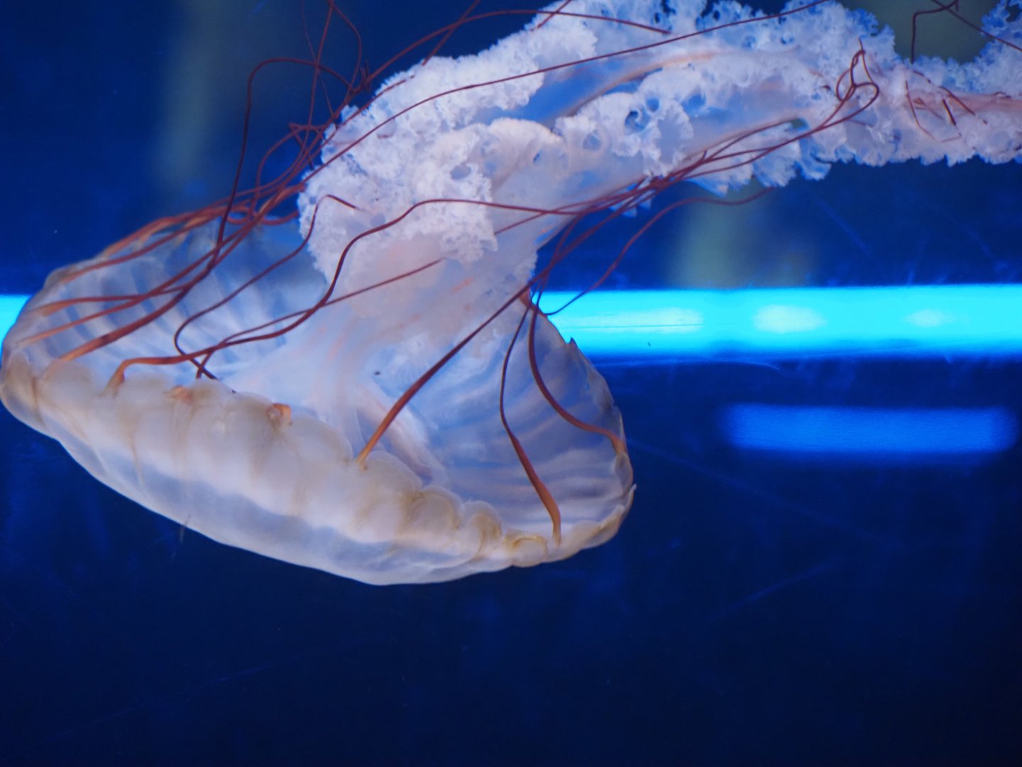 Pacific Sea Nettle