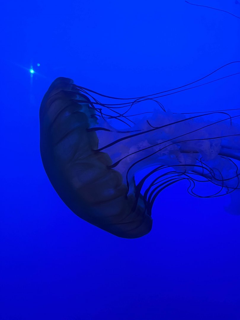 Pacific sea nettle