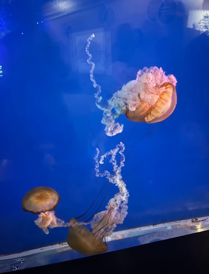 Pacific Sea Nettles (7/12/25)