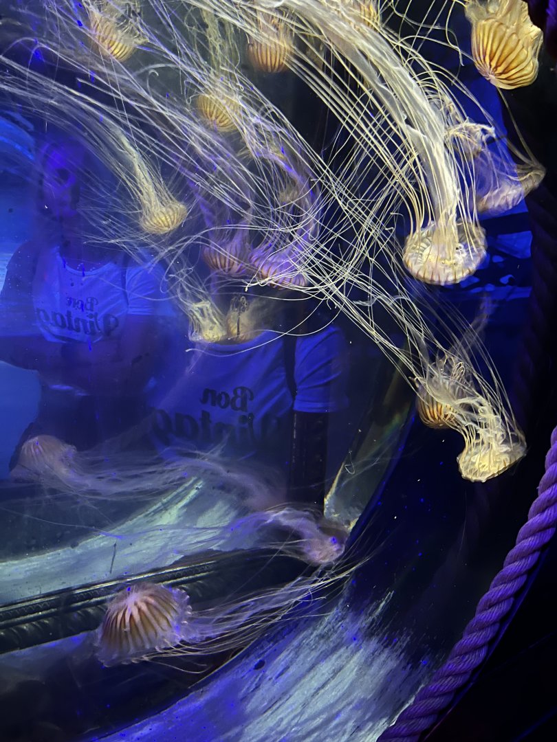 Pacific sea nettles 8.7.24