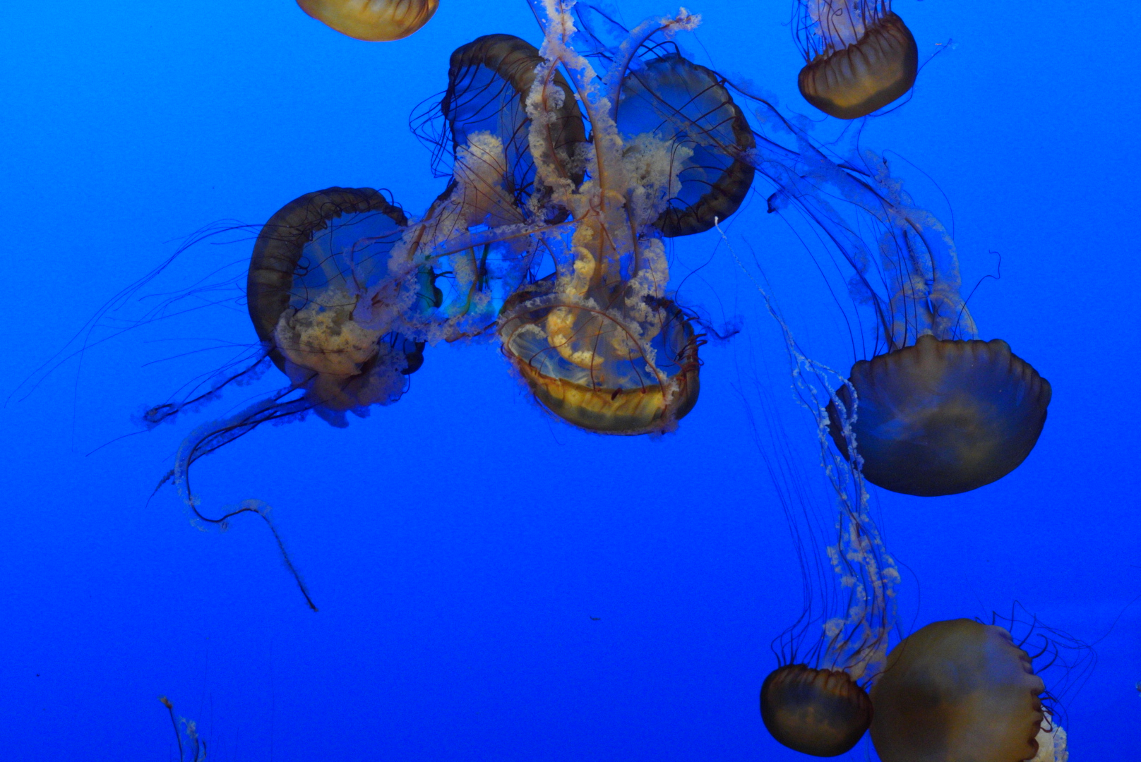 Pacific Sea Nettles (Chrysaora fuscescens)